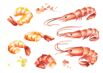 Shrimp set. Watercolor
