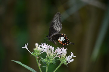Schmetterling auf Blume
