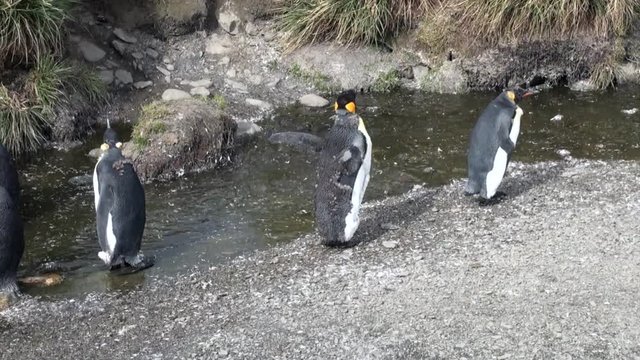 Imperial penguins in creek on background of green mountains of Falkland Islands. Incredibly intelligent and dignified animals birds. Coast of cold ocean.