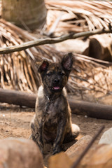 Vietnam Puppy tongue 