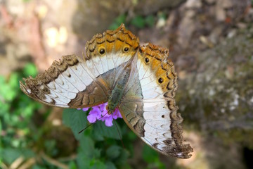 Nice butterfly sitting on a flower