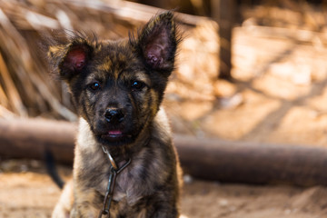 Vietnam Puppy tongue 