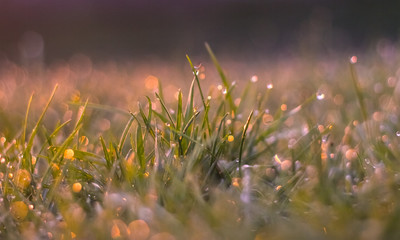 Spring grass at edge of street on sun day