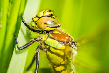 Dragonfly photographed in their natural environment