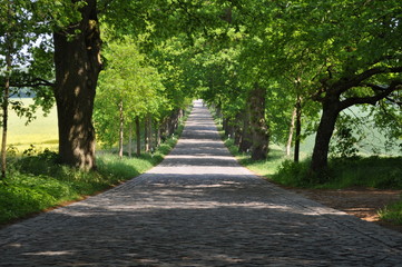 Allee Rügen