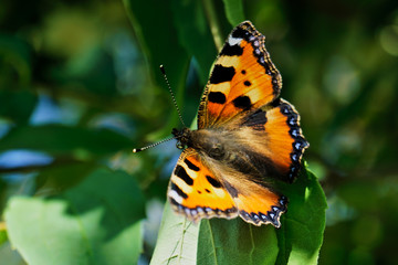 Fototapeta na wymiar Papillon posé sur une feuille
