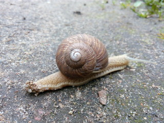 Snail