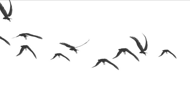 4k flock of pigeons birds fly over,migratory birds eagle animal background.
