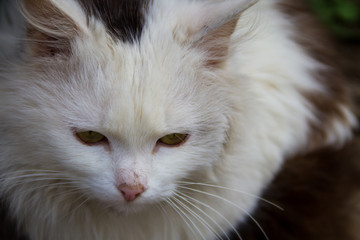 Portrait of fluffy cat closeup
