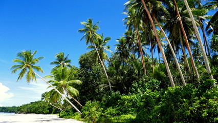 Obraz premium üppiger tropischer Palmenwald am Meeresstrand