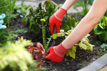 Photo of gloved woman hand holding weed and tool removing it from soil. - obrazy, fototapety, plakaty
