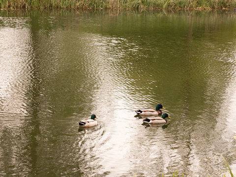 a bunch of three male mallards swimming down the stream river in spring light