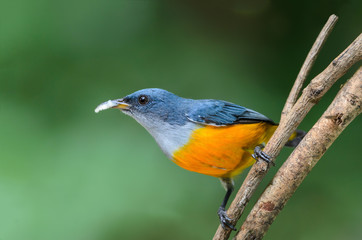 Orange-bellied Flowerpecker or Dicaeum trigonostigma, beautiful bird on branch in Thailand.