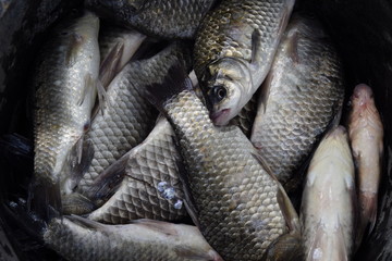 River fish macro photo. Fish catch. Carp and carp. Weed fish.