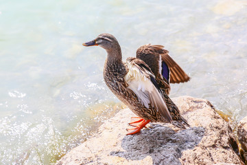 mallard