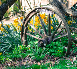 Vintage wooden wheel in the garden