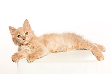 The cat on white background
