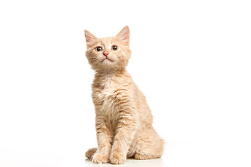 The cat on white background