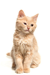 The cat on white background