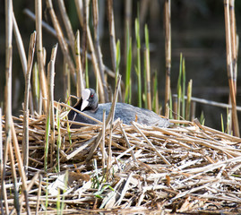 Eurasian coot breeding in its nest