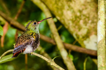 A close up of a Rufous-tailed Hummingbird