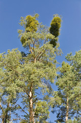 Weeds formed as bush in the tree