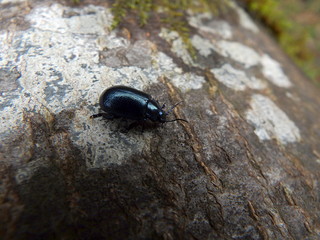Shiny blue beetle,(Chrysolina coerulans)