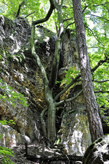 Trees grown on the rock
