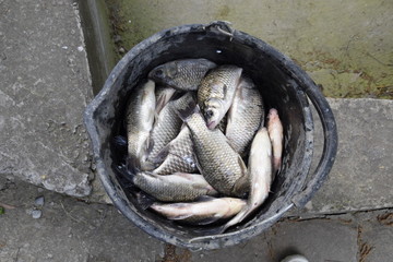 River fish in a plastic bucket. Fish catch. Carp and carp. Weed fish.