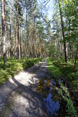 Rain water is stagnated in the dirt road
