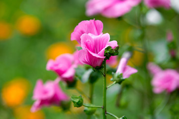 Fototapeta premium Trymestr Lavatera Flowers