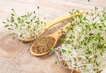 Fresh alfalfa sprouts and seeds - closeup.