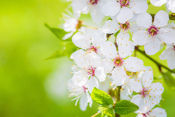 Beautiful cherry blossom "Sakura", close-up, macro