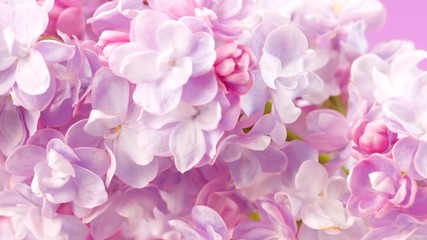 Lilac flowers background. Beauty fragrant lilac tiny flowers opening closeup. 4K UHD video 3840X2160
