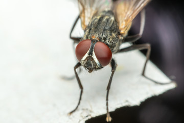 Macro of flies or fly insect