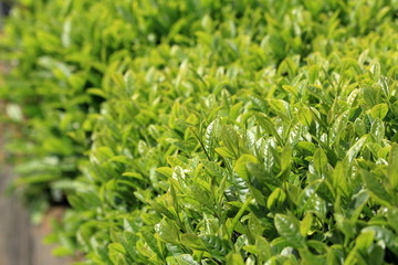 Green tea leaves hand picking