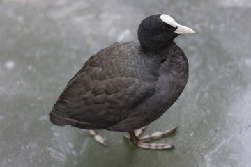 Coot walking on a frozen Canal
