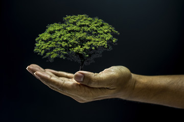 Hand holding a tree