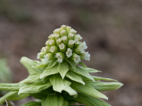 Best Fuki Images Stock Photos Vectors Adobe Stock