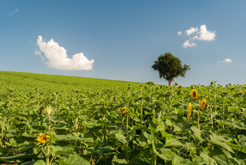 Fototapeta na wymiar Green hill with sunflowers farm in Marches region (Italy)