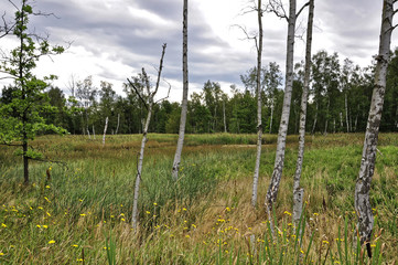 Weeds grown long in the deciduous trees garden