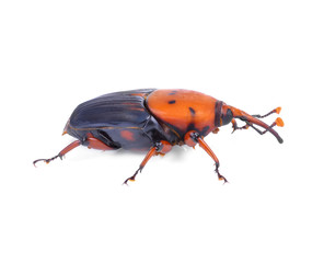 The red palm weevil, Rhynchophorus ferrugineus, is a species of snout beetle also known as the Asian palm weevil or sago palm weevil