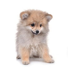 Obraz premium Dog Pomeranian on white