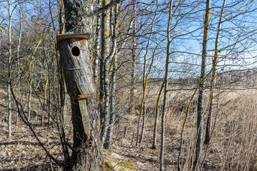 Coastal reeds after winter.
