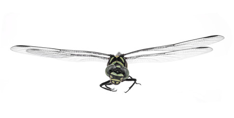 Dragonfly isolated on white background.