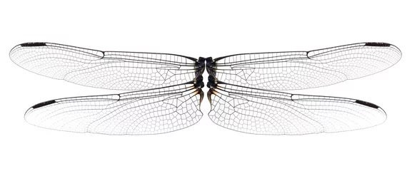 Foto op Plexiglas Dragonfly wings isolated on white background. © supia