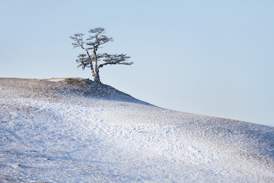 Tree on Cape Burhan. Winter landscape