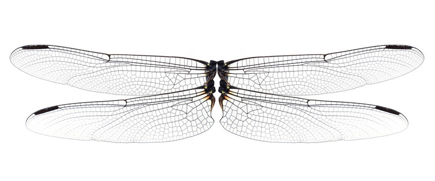 Dragonfly wings isolated on white background.