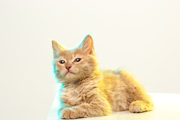 The cat on white background