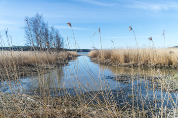 Coastal reeds after winter.